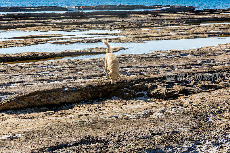 Gazipasa Koru海滩上的狗与岩石和海浪